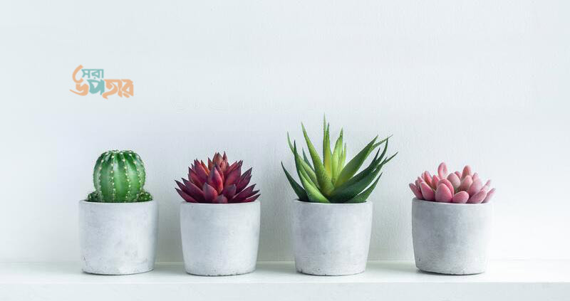 Concrete Plants Pot for Balcony